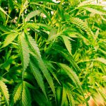 עלה המייפל ועלה הקאנביס: חברת TLRY