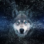 תיק השקעות בהתאמה אישית- לתת לזאב שבך להוביל