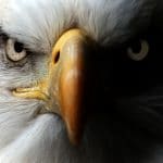 ניהול תיק השקעות: לאנשים שנולדו לראות הזדמנויות ממרחקים