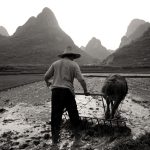 הבוקר הכלכלי: צרות בצרורות, החקלאים הסינים מתמודדים עם חוב גדול כתוצאה ממחיר בשר החזיר שצנח ב-50%