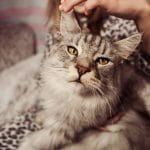 רויאל קנין לחתולים